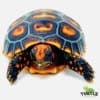 cherry head red foot tortoise temperature