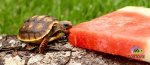 cherry head red foot tortoise temperature