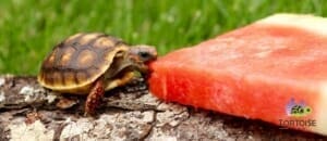 red foot tortoise lifespan