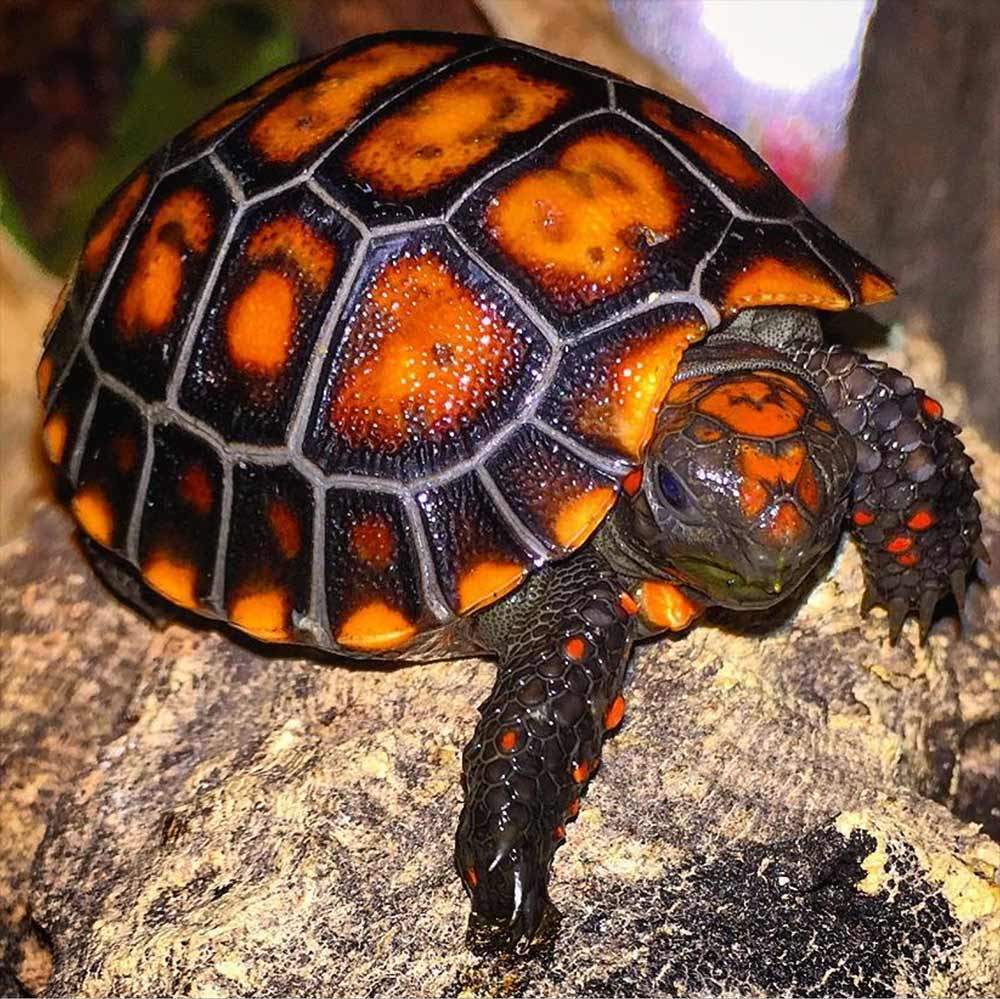 Baby Cherry Head Red Foot Tortoise For Sale Turtlestore Com