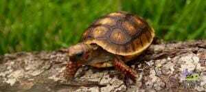 cherry headed tortoise for sale