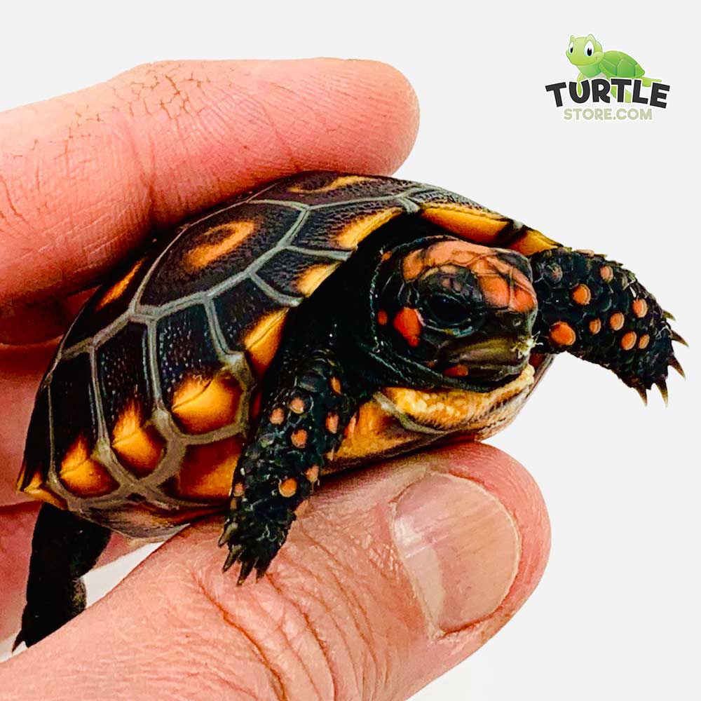 Baby Cherry Head Red Foot Tortoise for sale