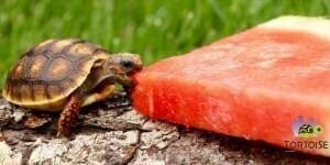 cherry head red foot tortoise humidity