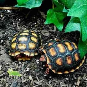 cherry head tortoise for sale