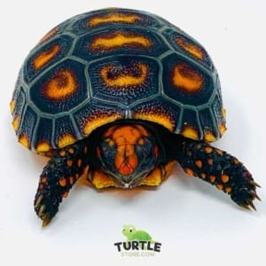 baby cherry head red foot tortoise