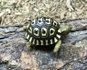 giant leopard tortoise for sale