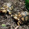 giant South African leopard tortoise for sale