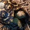giant south african leopard tortoise