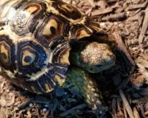 giant south african leopard tortoise