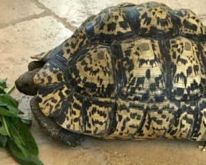 Giant south African leopard tortoise care