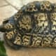 Giant south African leopard tortoise care