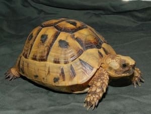 golden greek tortoise for sale online