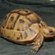 golden greek tortoise for sale online