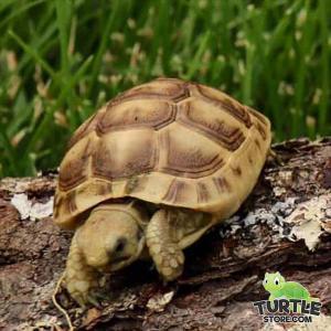 Golden Greek tortoise habitat