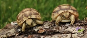 golden greek tortoise