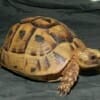 golden greek tortoise for sale