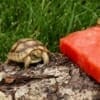 greek tortoise for sale online