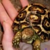 hybrid leopard tortoise for sale near me
