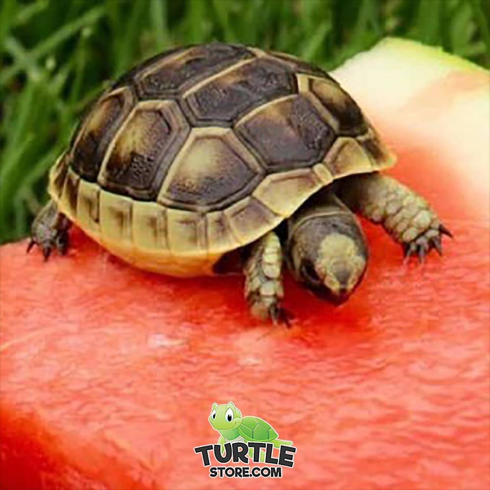 baby golden greek tortoise