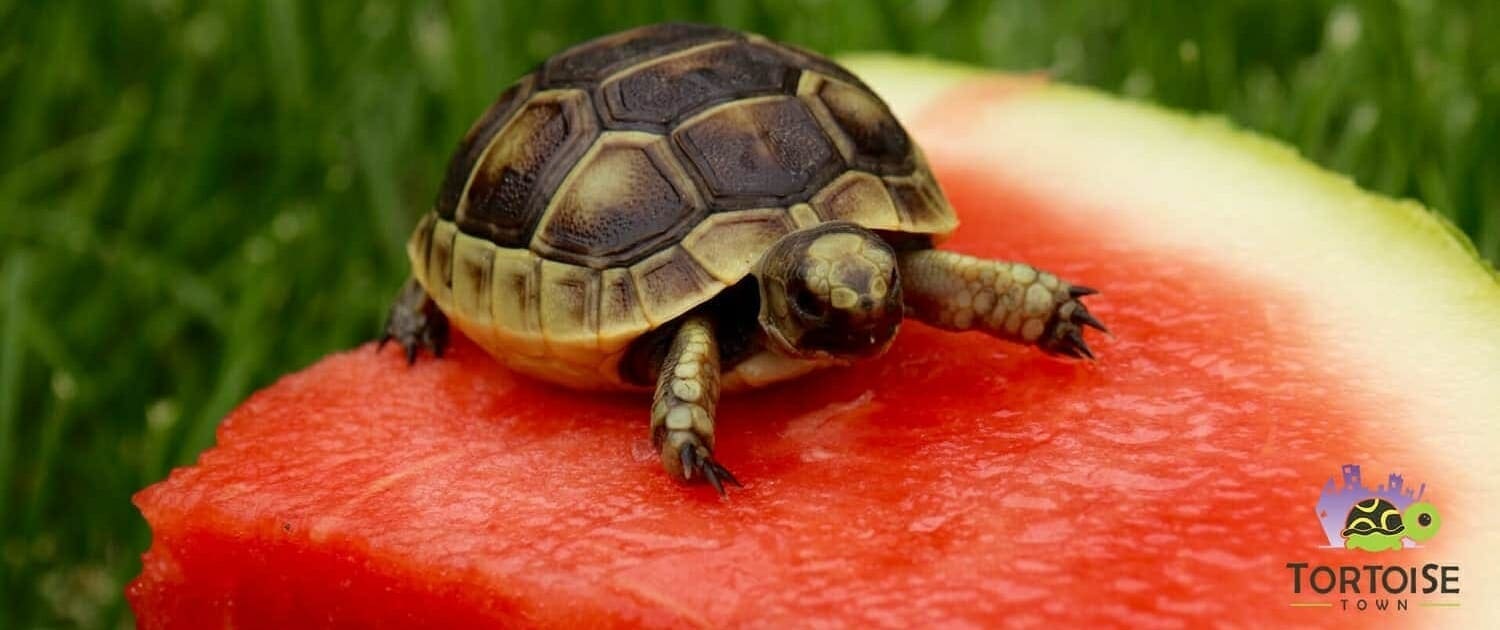 greek tortoise diet