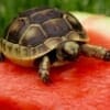 ibera greek tortoise enclosure