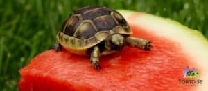 ibera greek tortoise enclosure