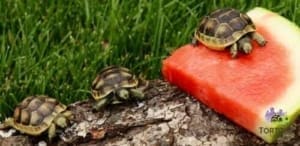 ibera greek tortoise breeder