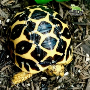 Indian Star tortoise lighting