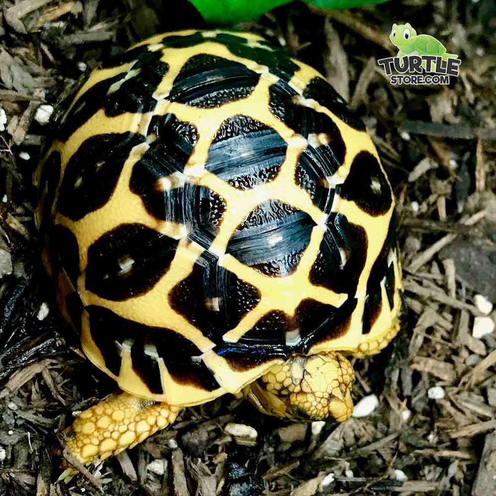 star tortoise food buy online