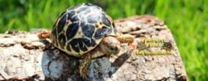 indian star tortoise for sale