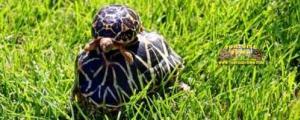 indian star tortoises for sale