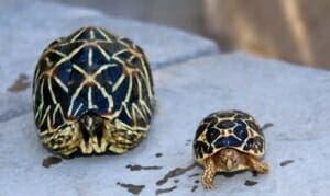 buy indian star tortoise online