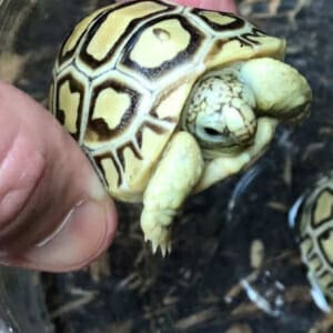 ivory leopard tortoise for sale