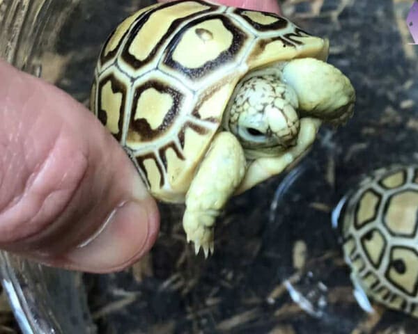 ivory leopard tortoise for sale