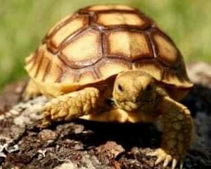 best tortoise for sale online