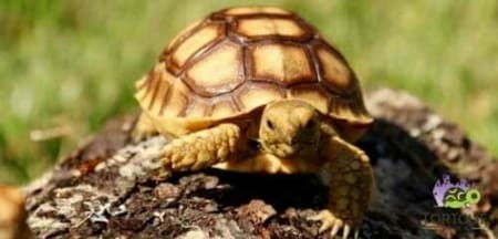 best tortoise for sale online