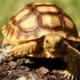 best tortoise for sale online