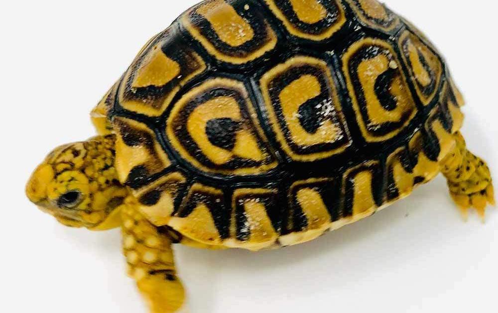 leopard tortoise