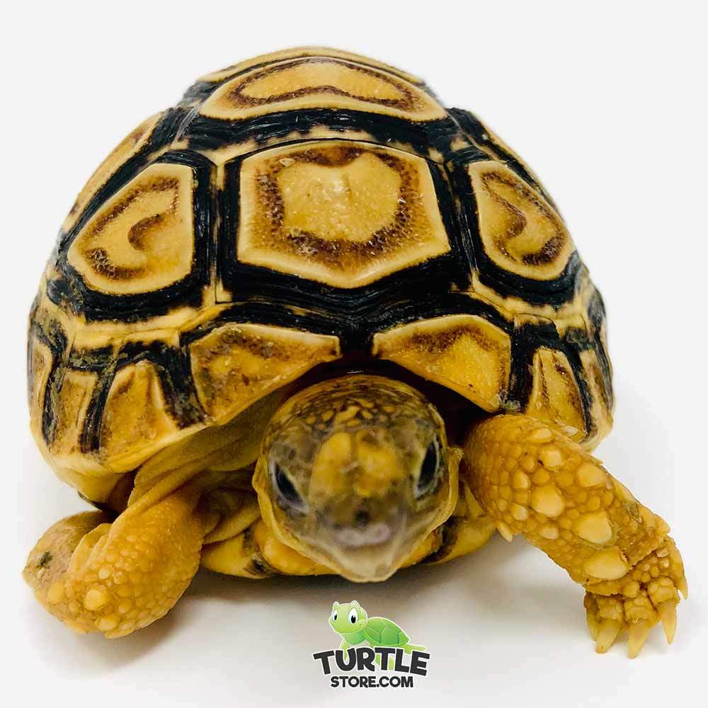 leopard tortoise for sale