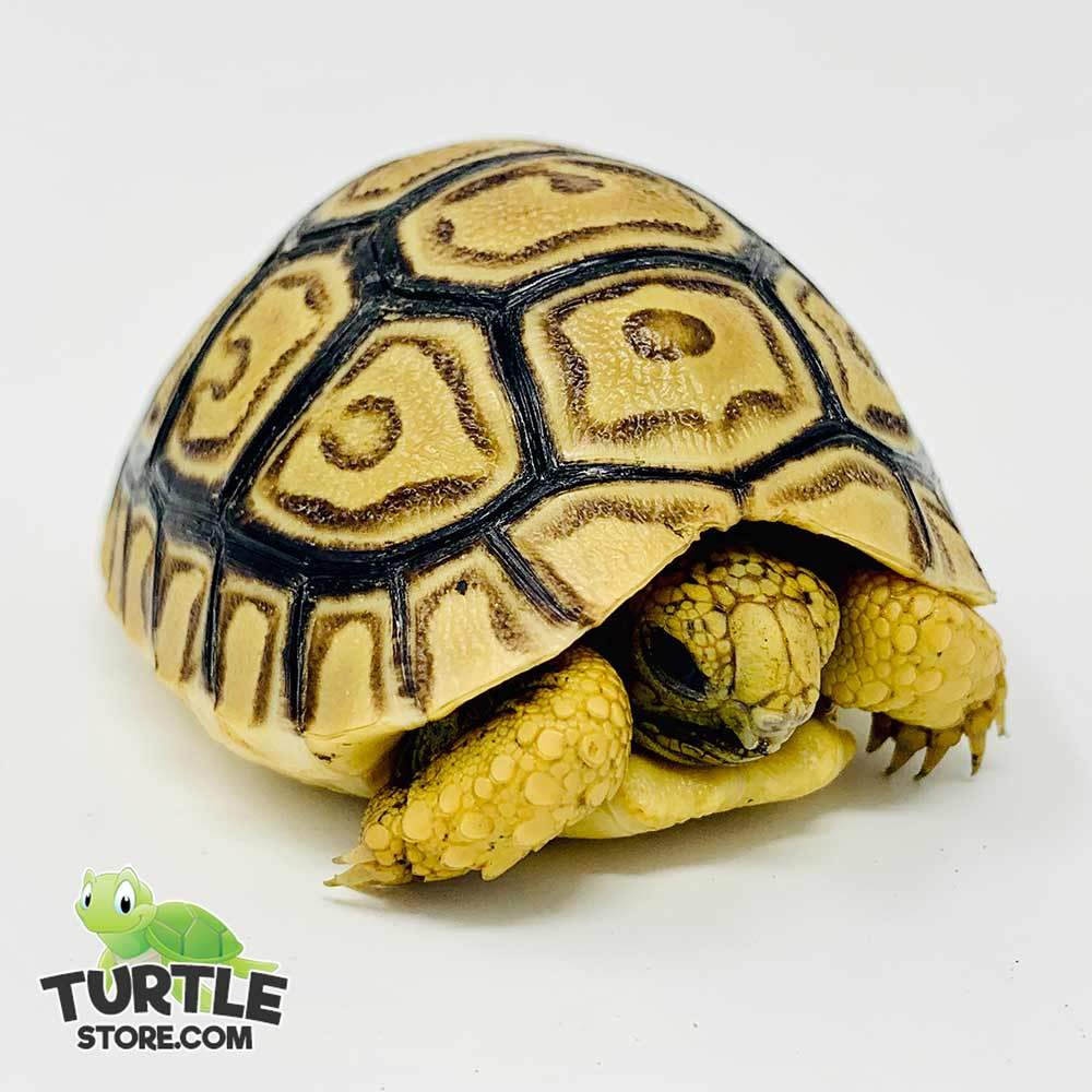Leopard Tortoise Diet Leopard Tortoise Food List Plants Safe To Feed Leopard leopard-tortoise-diet-leopard-tortoise-food-list-plants-safe-to-feed-leopard