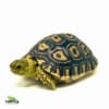 leopard tortoise for sale