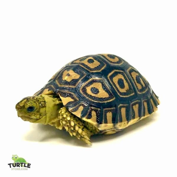 leopard tortoise for sale