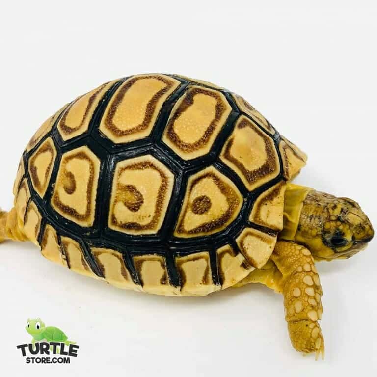 leopard-tortoise-turtlestore