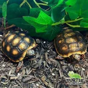 red foot tortoise for sale