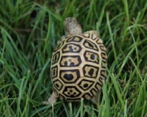 south african leopard tortoise for sale