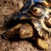 leopard tortoise for sale online