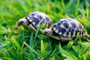 burmese star tortoise for sale