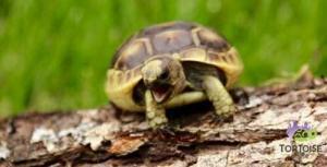 ibera greek tortoise housing