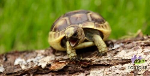 Ibera tortoise sales