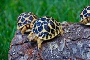 sri lankan star tortoise housing